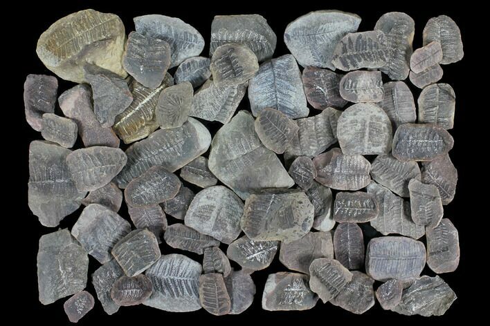 Lot: Small Mazon Creek Fern Fossils - + Pieces #92393